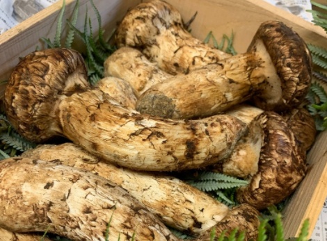 「割烹いけ森」食材のマツタケ