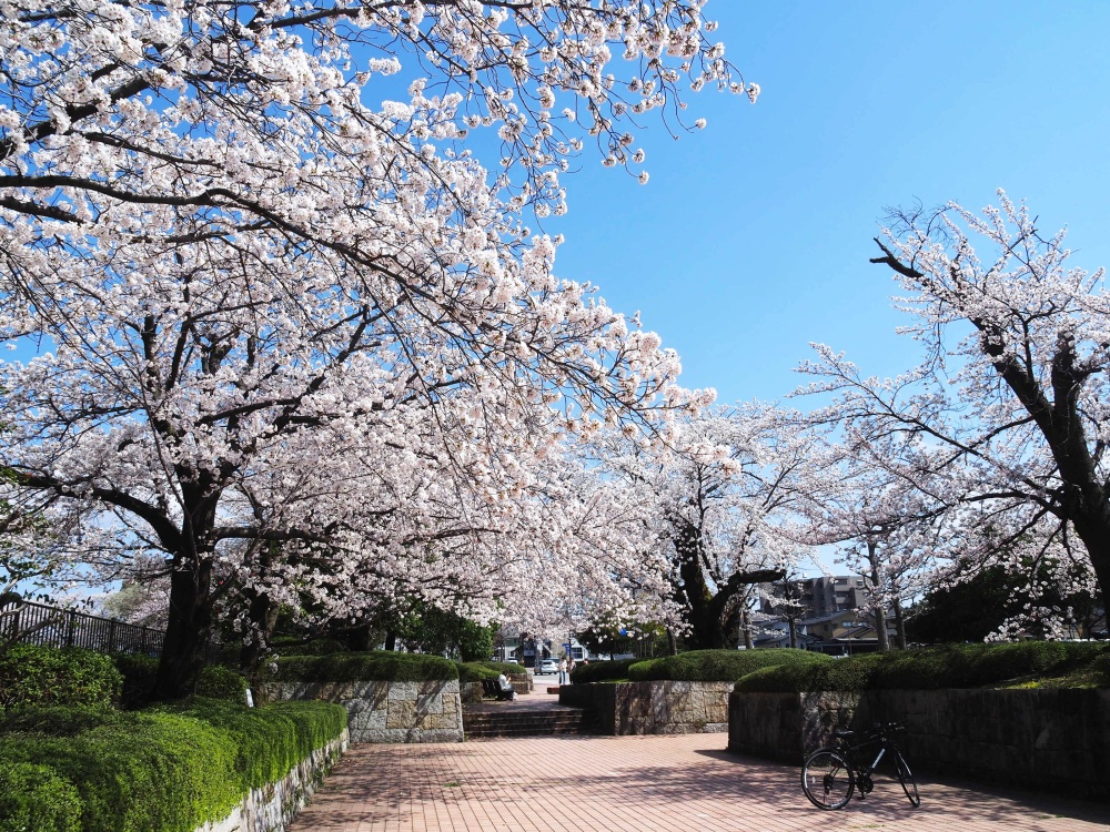 【花見】100本の桜が咲き誇る様子は圧巻！「金沢市営陸上競技場」のお花見無料開放に行ってきました ｜ いいじ金沢
