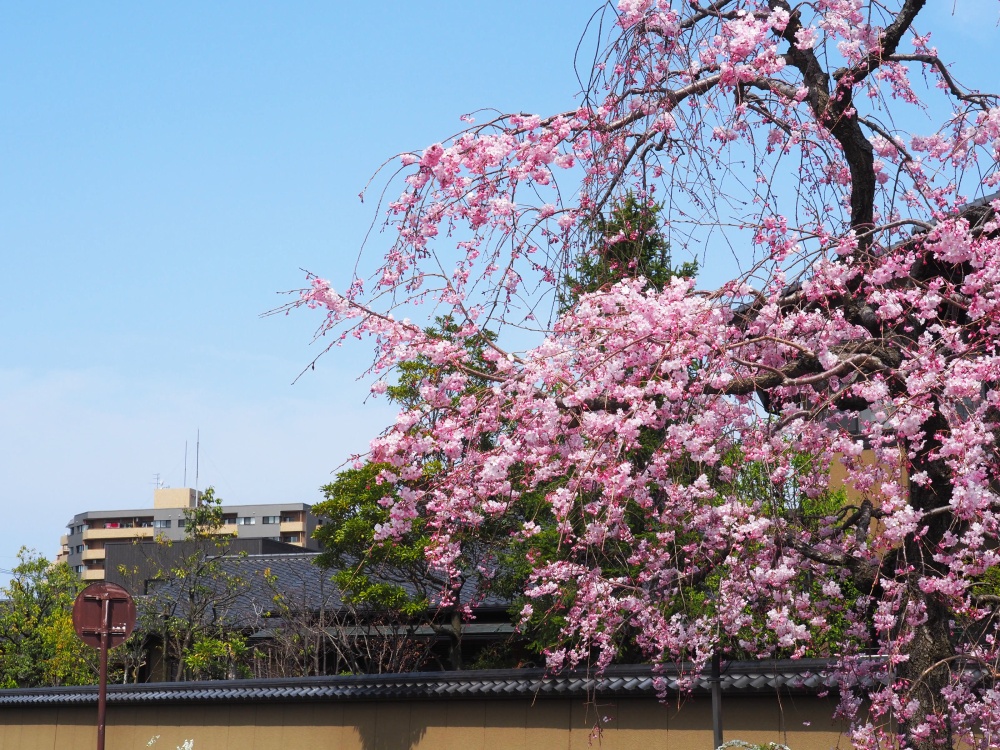 芳斉町の土塀と鞍月用水と桜