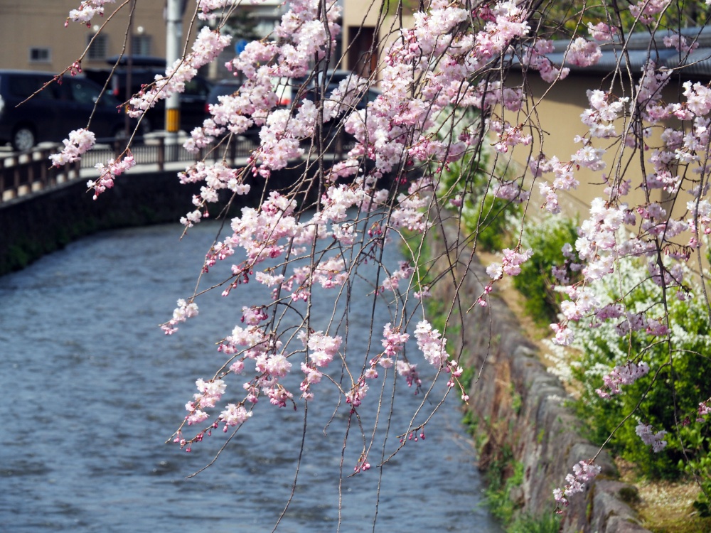 芳斉町の土塀と鞍月用水と桜