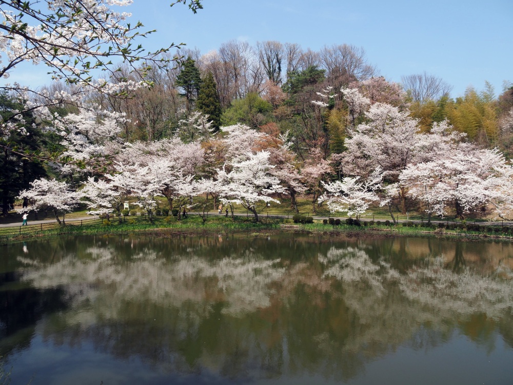 「奥卯辰山健民公園」の大池