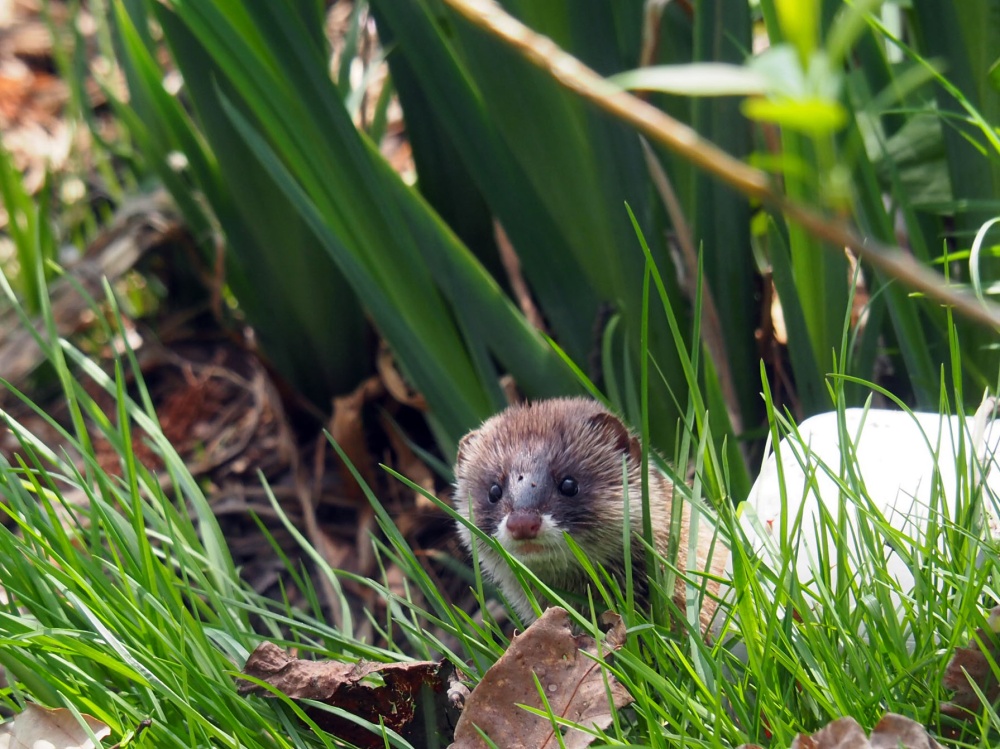 「奥卯辰山健民公園」の大池のイタチ