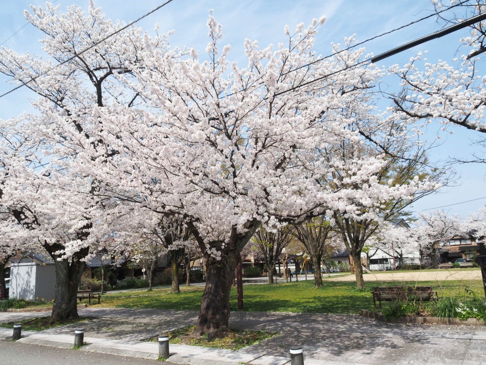 「穴水町児童公園」の桜