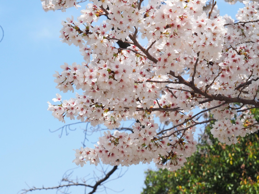 「穴水町児童公園」の桜