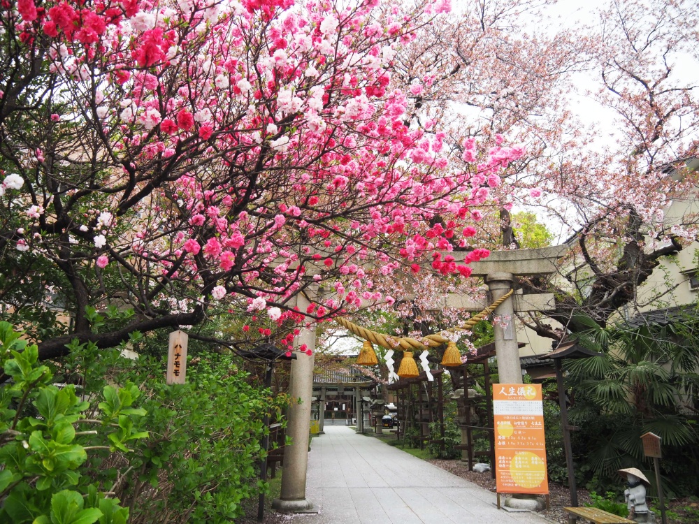「中村神社」のハナモモ（花桃）