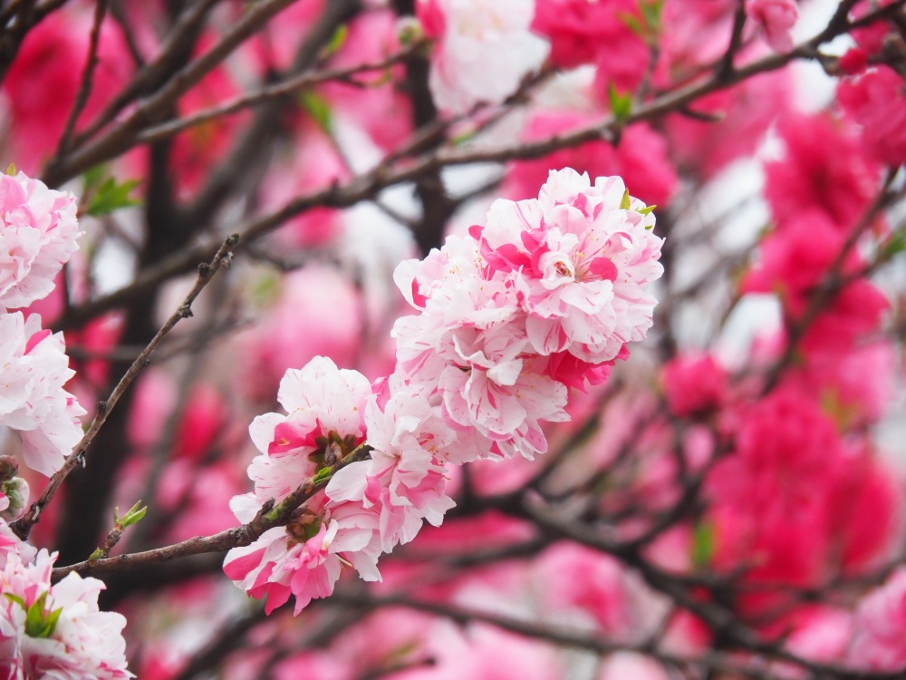 「中村神社」のハナモモ（花桃）