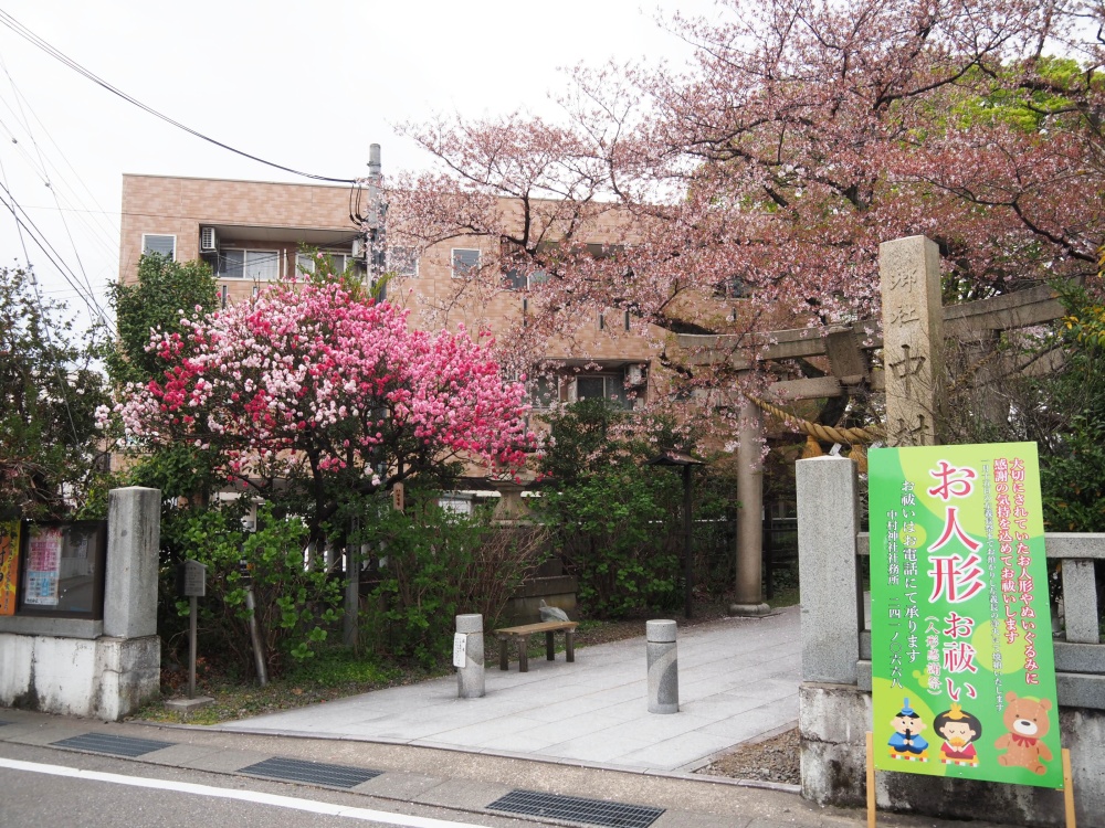 「中村神社」のハナモモ（花桃）