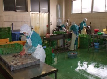 能登伝承の魚醤油「いしり」づくりの様子
